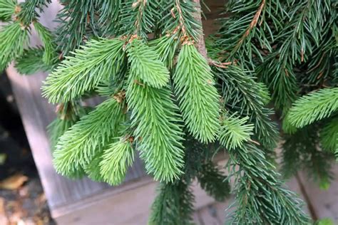 weeping norway spruce tree care